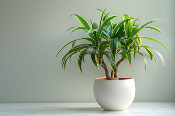 A tropical-looking houseplant in a white pot is placed against a white living room background.