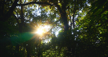 Nature forest green tree magic sunlight beam light in woodland. Beautiful rays of sunlight in tranquil green forest. Sumbeam through ray light outdoors park. Natural Blurred background summer time.