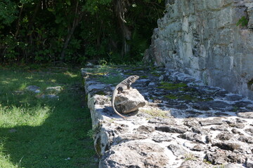 Leguan und Ruinen Maya in Cancún