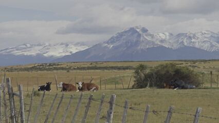 Cows Grazing Peacefully in Patagonian Meadow with Glaciers