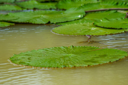 beautiful lotus leaves in the pond