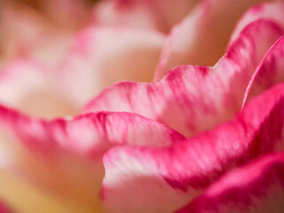 花素材