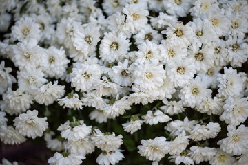 White fall mums in full bloom with lots of flowers
