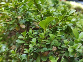 gardens through the streets of the city, jardines por las  calles de la ciudad