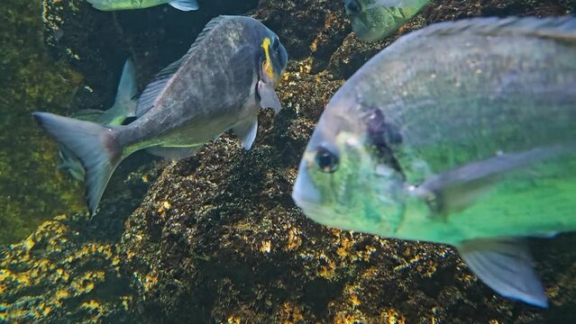 A school of blue sparidae fish swimming underwater around a reef