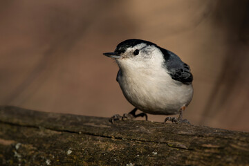Fototapeta premium White-Breasted Nuthatch