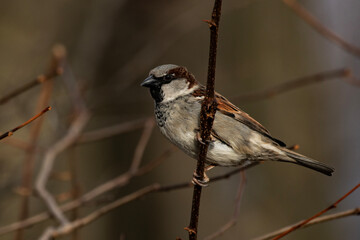 House Sparrow on a branch