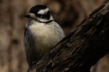 Downy woodpecker on a branch