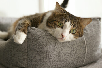 Cute cat lying on pet bed at home