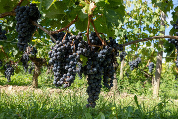 Vineyards near St. Emilion town, production of red Bordeaux wine, Merlot or Cabernet Sauvignon grapes on cru class vineyards in Saint-Emilion wine making region, France, Bordeaux