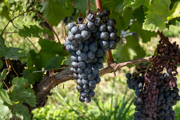 Vineyards near St. Emilion town, production of red Bordeaux wine, Merlot or Cabernet Sauvignon...