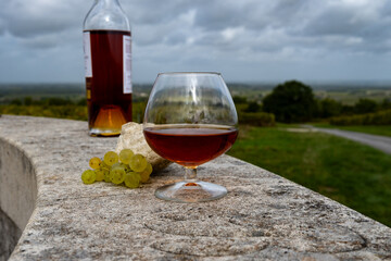 Tasting of Cognac strong alcohol drink in Cognac region, Charente with ripe ready to harvest ugni...