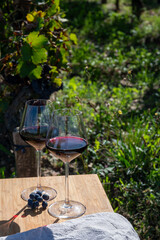 Tasting red Bordeaux wine, Merlot or Cabernet Sauvignon red wine grapes on cru class vineyards in Pomerol, Saint-Emilion wine making region, France, Bordeaux