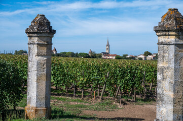 Harvest grapes in Pomerol village, production of red Bordeaux wine, Merlot or Cabernet Sauvignon...