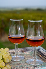 Tasting of Cognac strong alcohol drink in Cognac region, Charente with rows of ripe ready to harvest ugni blanc grape on background uses for spirits distillation, France