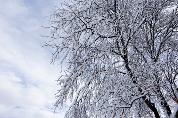 Snow in the neighborhood