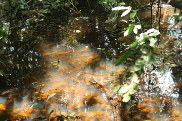Pantanal wetlands 