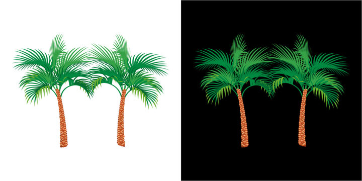 palm trees and palms