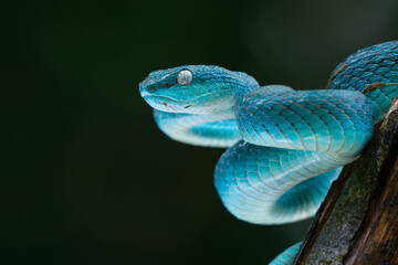 Male blue pit viper snake, trimeresurus insularis, posing on defensive posture, with dark background