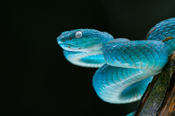 Male blue pit viper snake, trimeresurus insularis, posing on defensive posture, with dark background