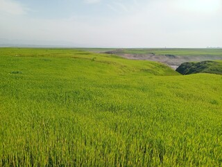 landscape with grass and sky