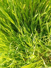 green grass background