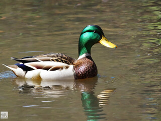 Fototapeta premium Duck living life in nature - generated by ai