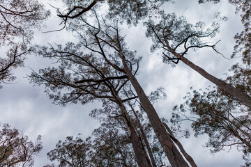 Walls of Jerusalem National Park, Central Highlands, Tasmania, Australia