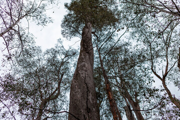 Walls of Jerusalem National Park, Central Highlands, Tasmania, Australia