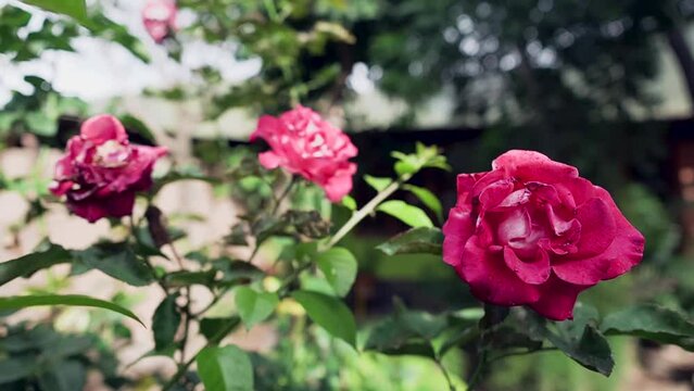 Rosas rojas moviendose con el viento.