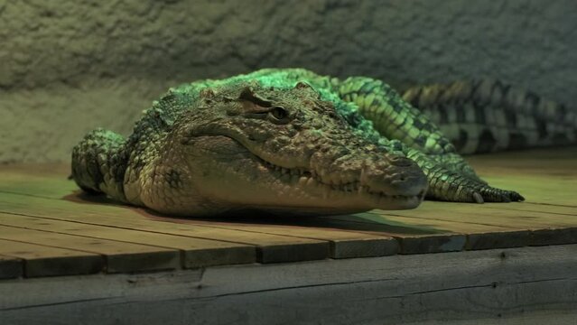 nile crocodile moves head as something gets its attention basking on dock