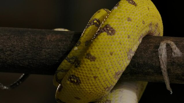 green python wrapping tail around branch unreal detail slomo