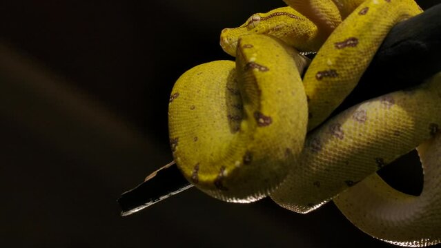 green python coiled on branch tip waiting for prey