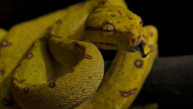 green python looks at you and flicks tongue 120fps slomo ready to strike
