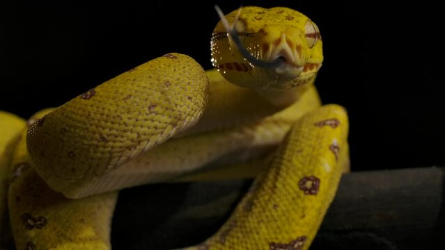 green python looking into lens tongue flick slomo