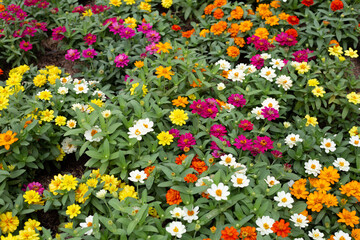 Zinnia flower in the garden