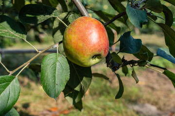 Gravenstein Apples ripening on the branch between green leaves