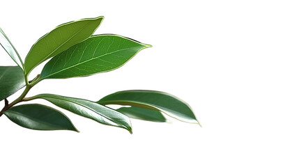 Ficus religiosa green leaves, Isolated on transparent PNG background, Generative ai