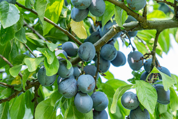 Ripe plums hanging from tree branch ready to be harvested growing in garden during sunny day