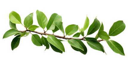 Ficus religiosa green leaves, Isolated on transparent PNG background, Generative ai