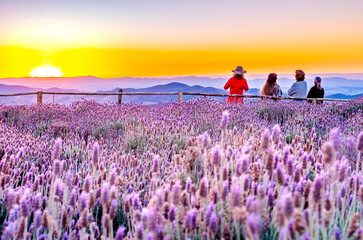 Lavender field in Cunha, in the interior of São Paulo, Brazil.