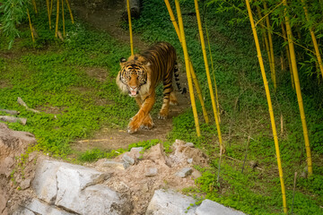 Sumatran Tiger is a zoo animal located in Tennessee. © Wildspaces