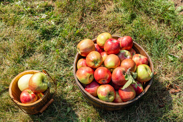 Baskets with fresh apples in the orchard