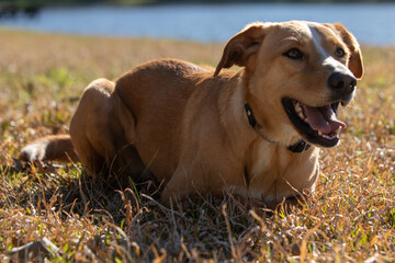 golden retriever dog