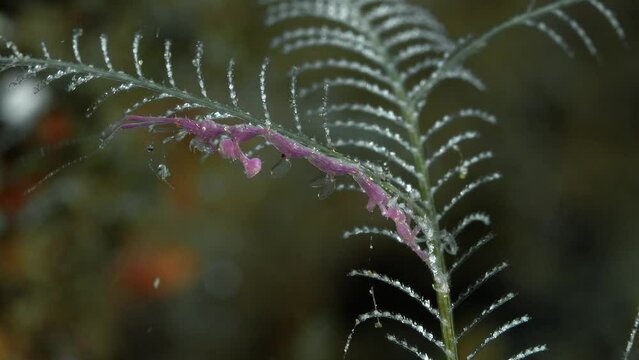 A pink skeleton shrimp sits on a hydroid growing on the bottom of a tropical sea, holding onto it with its hind limbs. Australian skeleton shrimp (Orthoprotella australis) 1.5 cm.