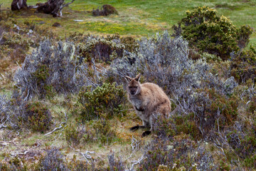 A Kangaroo  at Walls of Jerusalem National Park, Central Highlands, Tasmania, Australia