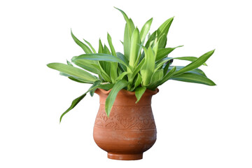 green plant in a pot, isolated.
