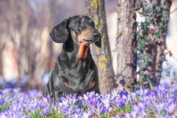 Portrait of dog with proud profile on walk in forest in a clearing of blooming lilac crocuses Dachshund in harness walks in park on lawn of flowers, near tree trunk, looking thoughtfully into distance