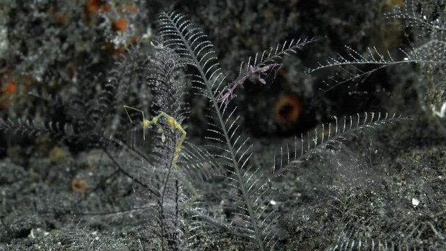 Three colorful skeleton shrimp sit on a hydroid growing on the bottom of a tropical sea, holding onto it with their hind limbs. The sea current rocks them from side to side.