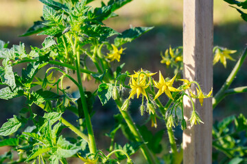 In the garden, yellow-flowered tomato seedlings bloom.